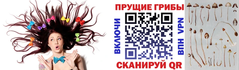 Галлюциногенные грибы Psilocybe  Купить  Правдинск 